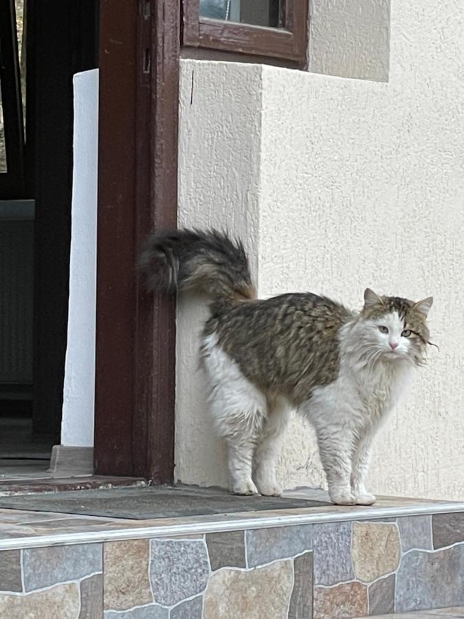 Casa Lupilor Transfagarasan Villa Căpăţîneni-Ungureni Eksteriør billede