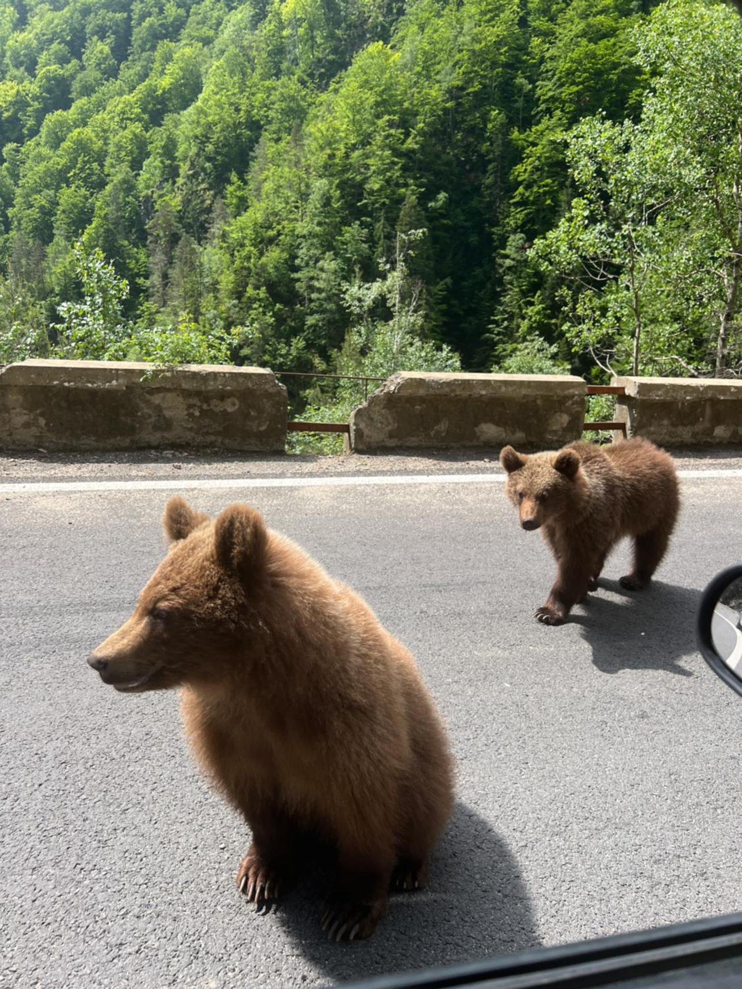 Casa Lupilor Transfagarasan Villa Căpăţîneni-Ungureni Eksteriør billede